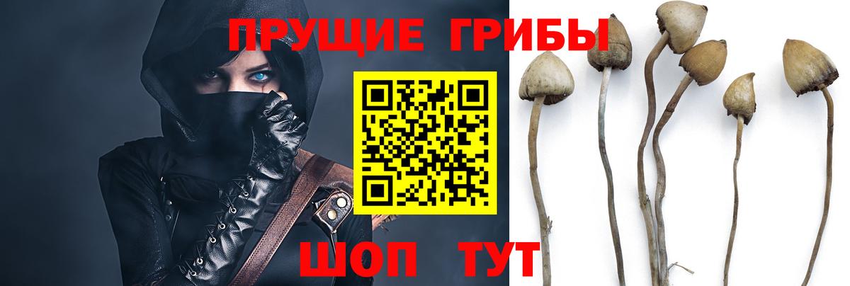 Псилоцибиновые грибы мицелий Жигулёвск